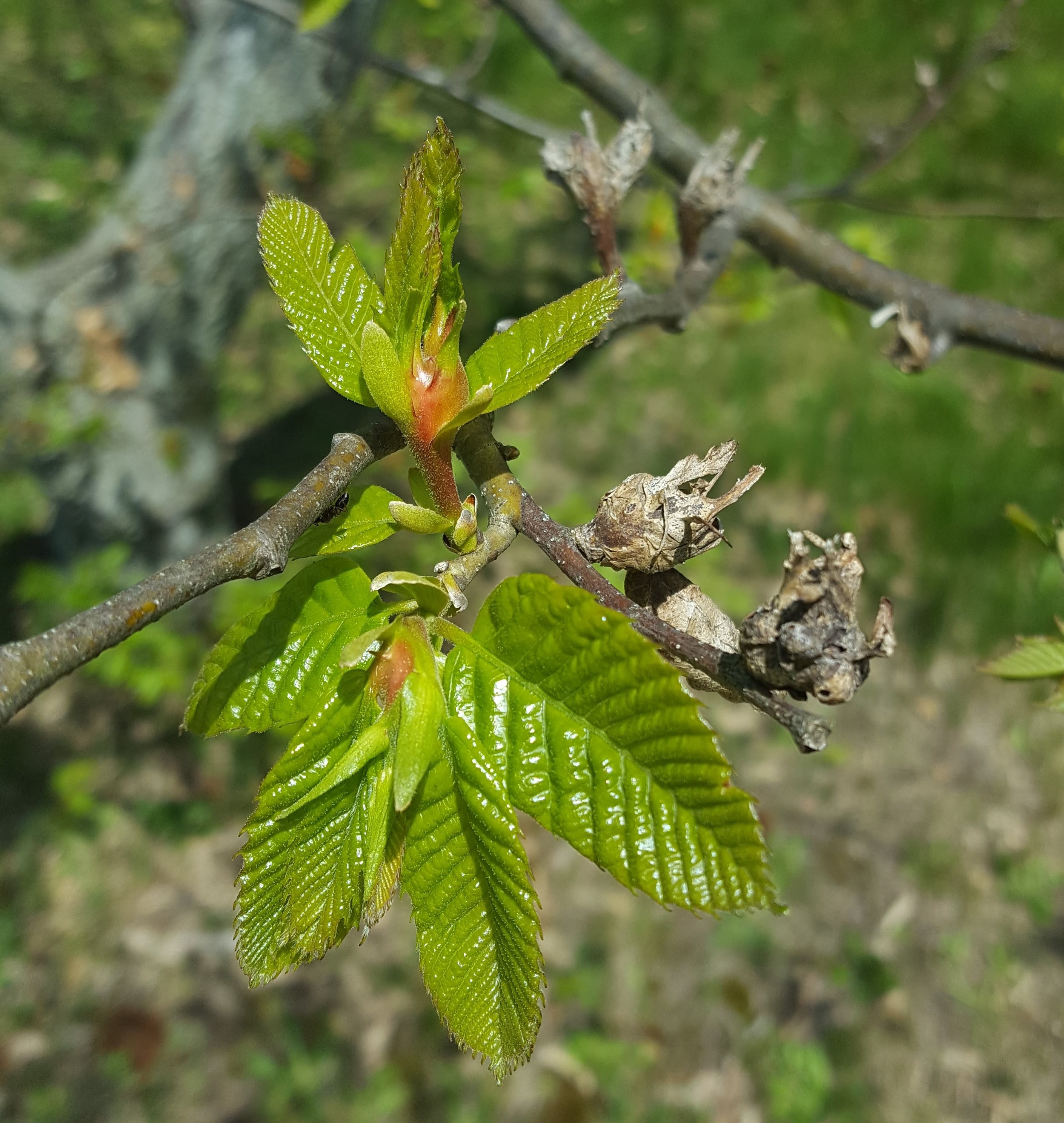 Galls on chestnut.